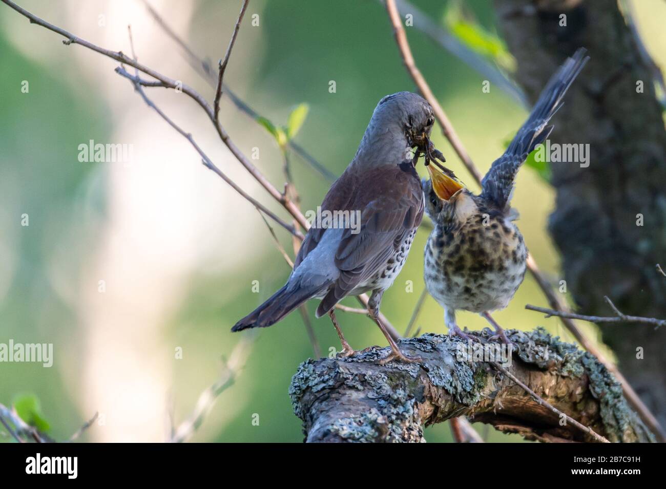 Colpo di primo piano di due uccelli che giocano tra loro mentre seduto su un ramo di albero Foto Stock