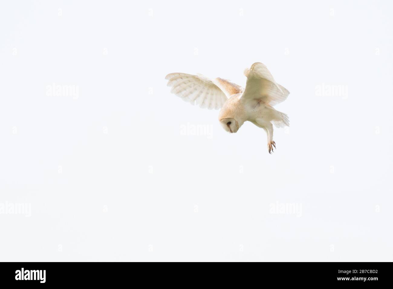 Barn WOWL hovering a York, Inghilterra, Regno Unito Foto Stock