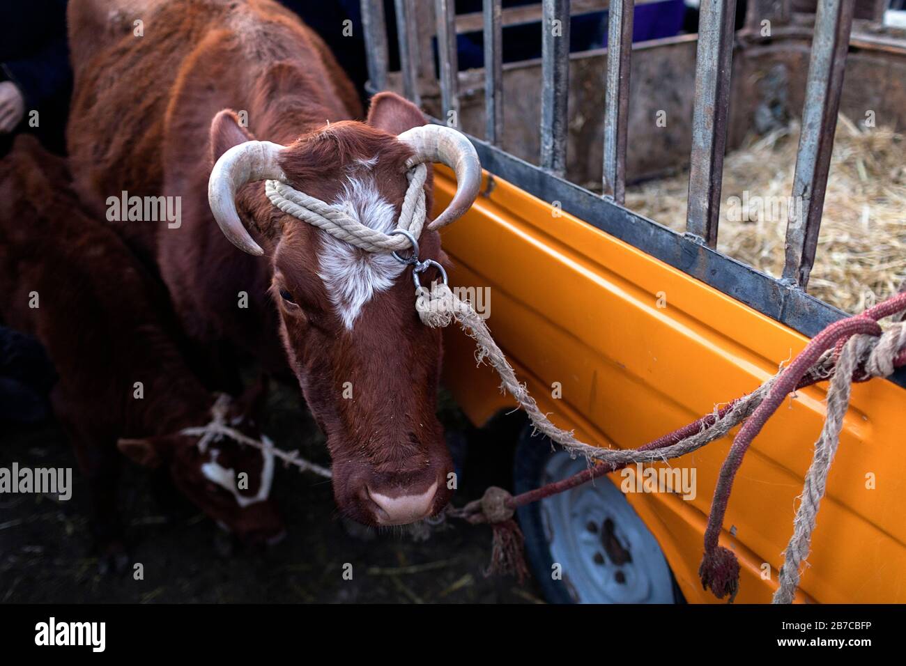 Mucca legata con una corda sul mercato del bestiame di mattina in un villaggio vicino a Bukhara, Uzbekistan Foto Stock