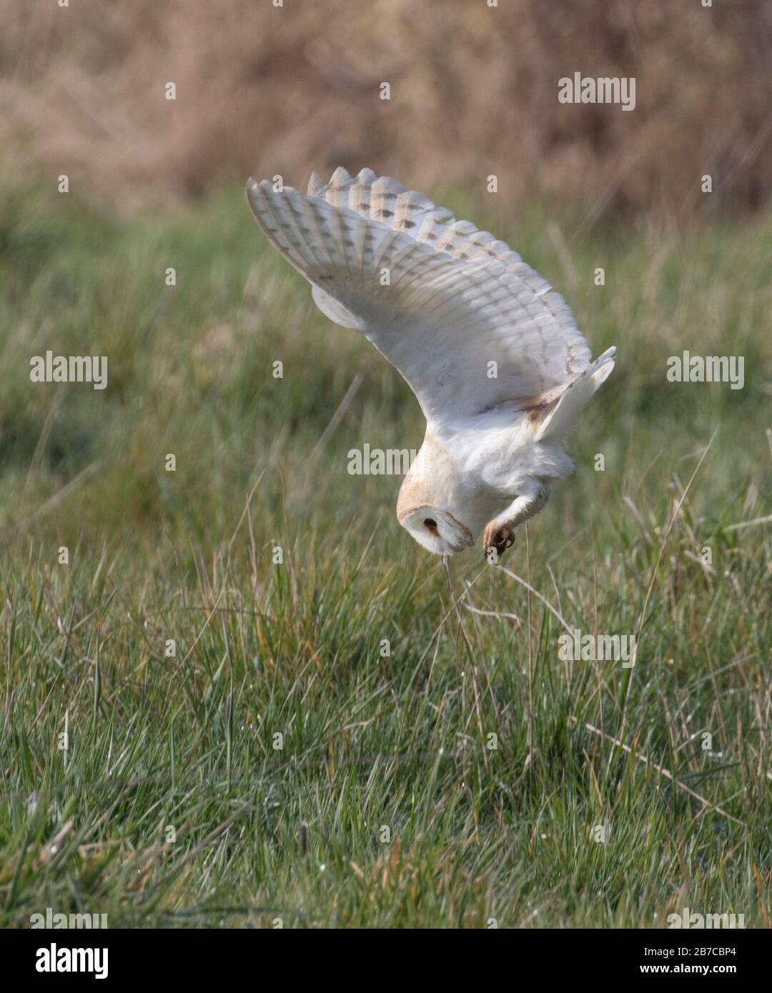 Barn WOWL swooping sulla preda a York, Inghilterra, Regno Unito Foto Stock