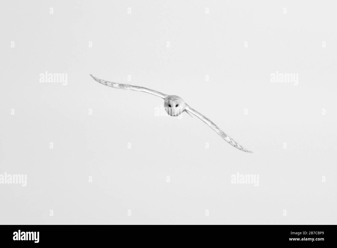 Gufo di fienile che vola a York, Inghilterra, Regno Unito Foto Stock
