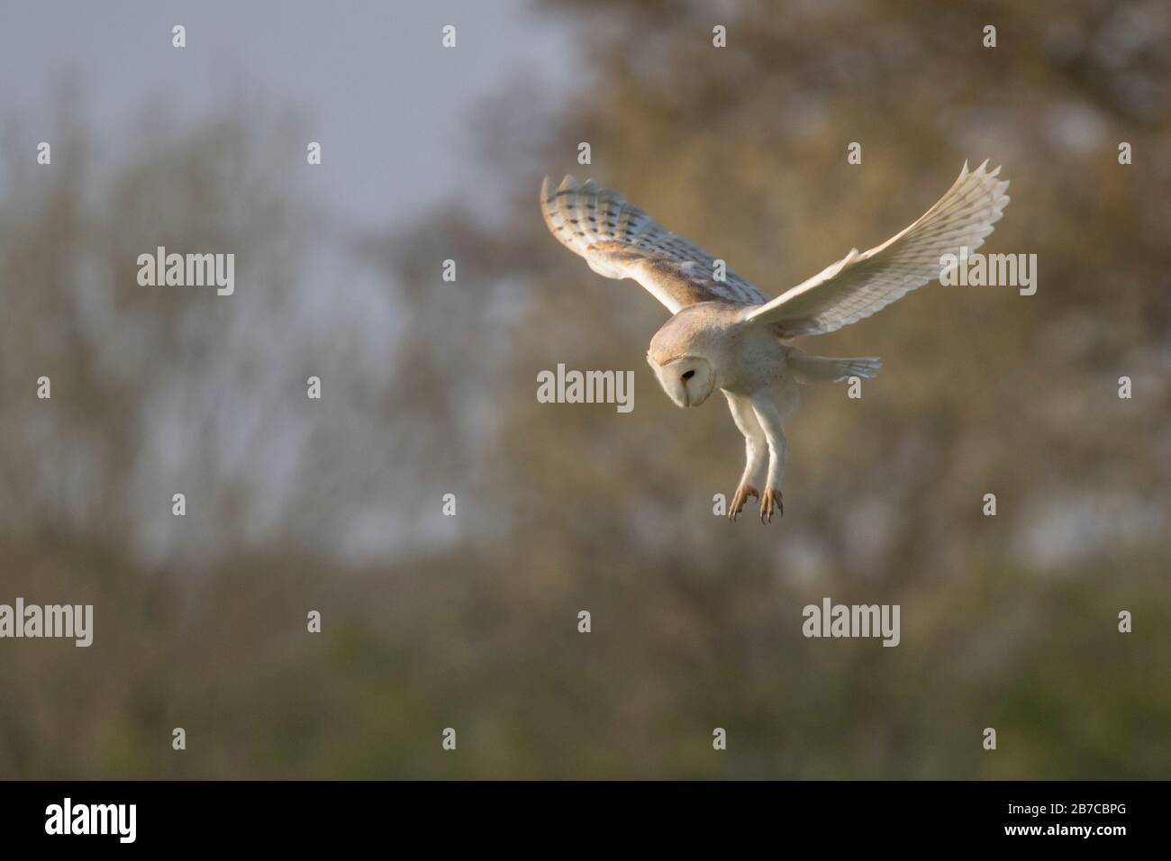 Caccia al granaio a York, Inghilterra, Regno Unito Foto Stock