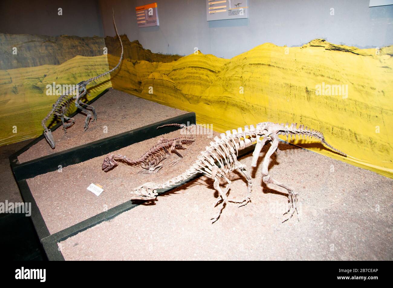 San Juan, Argentina - 23 aprile 2017: Repliche di dinosauri nel museo di scienze naturali Centro di Interpretazione nel Parco Provinciale di Ischigualasto Foto Stock
