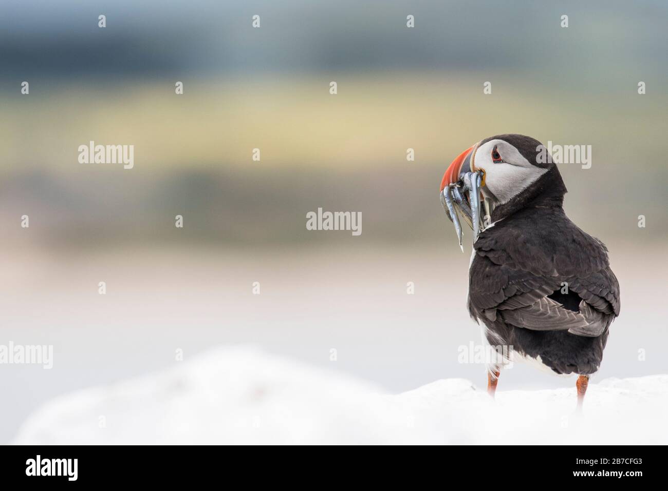 Puffin in piedi con pesce in Bill, Isole Farne, Northumberland, Inghilterra, Regno Unito Foto Stock