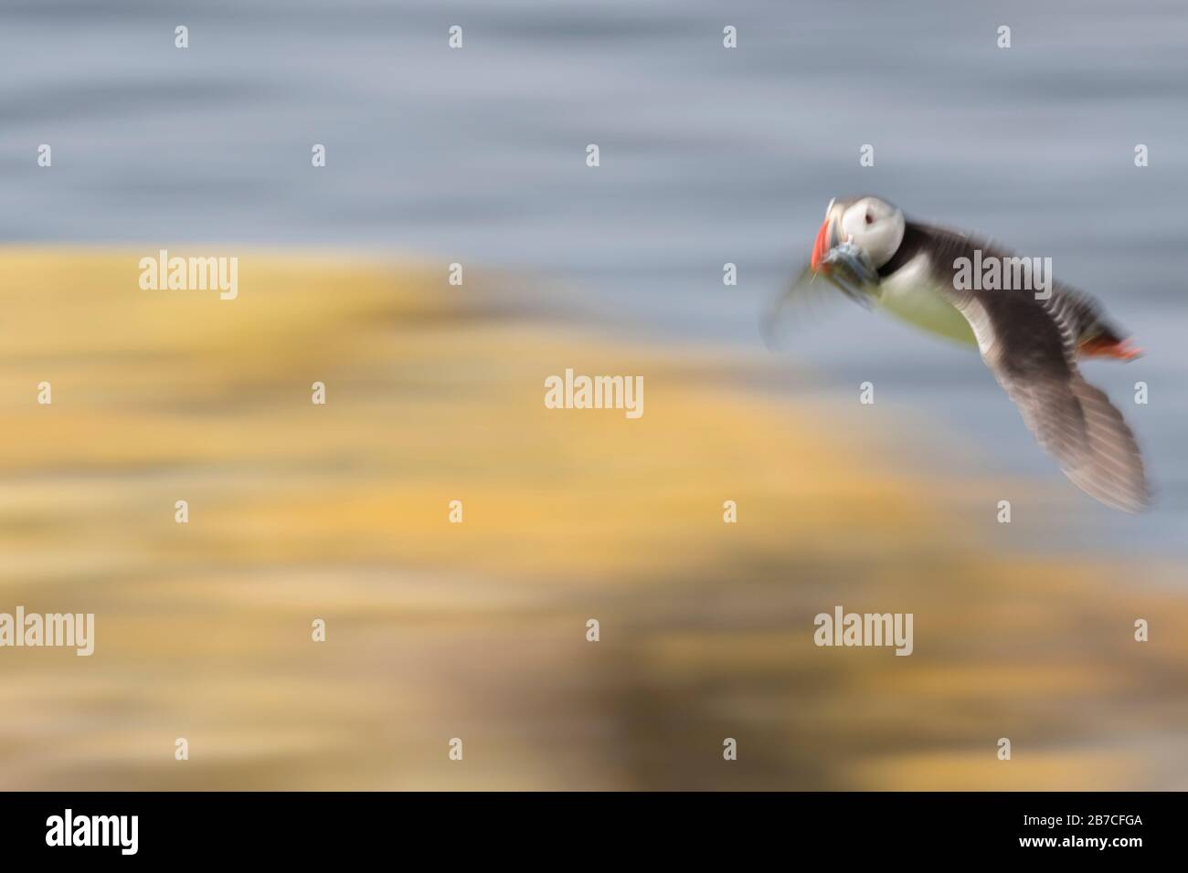 Puffin che vola con pesce a Bill, Isole Farne, Northumberland, Inghilterra, Regno Unito Foto Stock