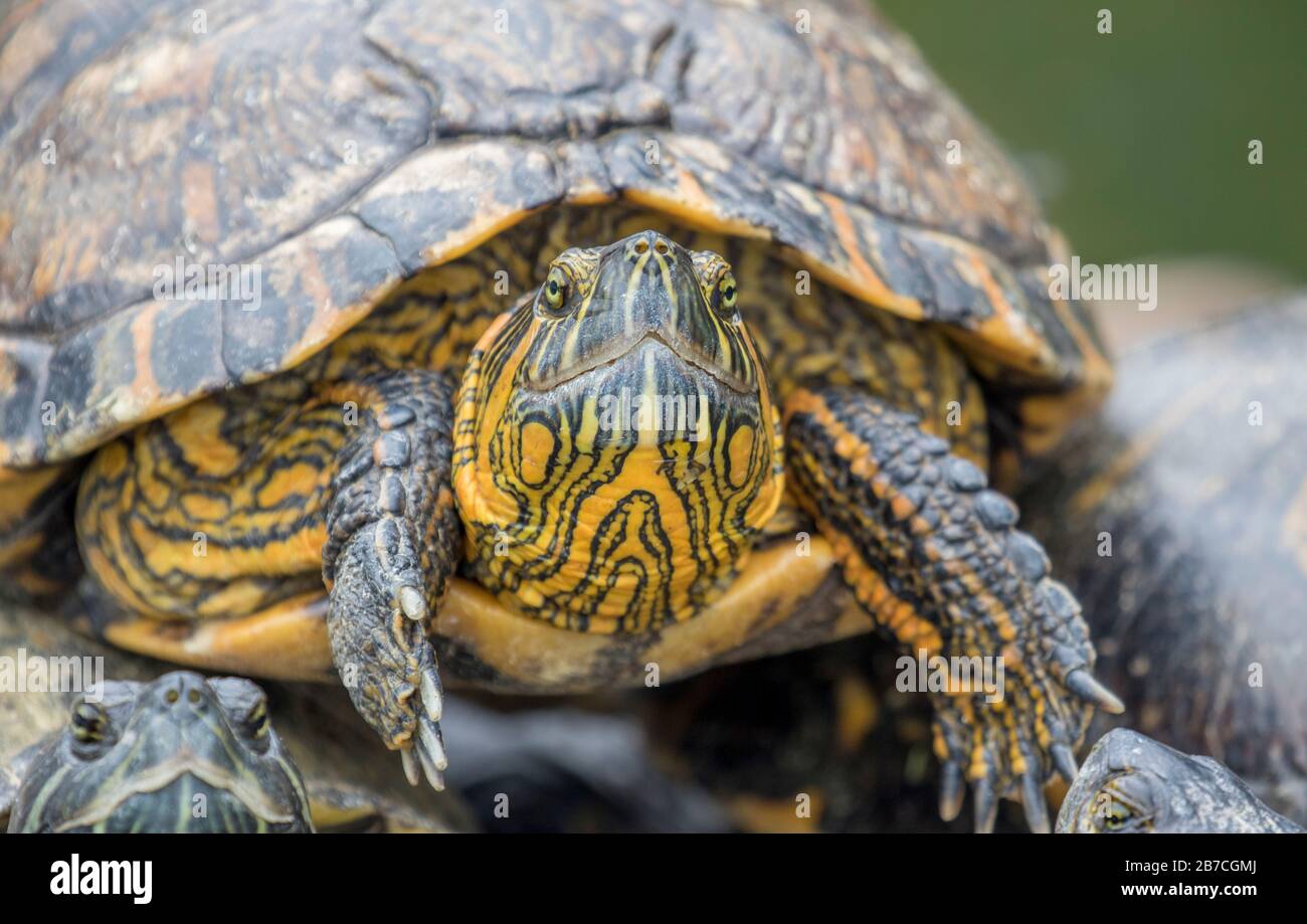 Tartaruga a cursore con decorazioni nere nel giardino botanico di Rio de Janeiro, Brasile Foto Stock