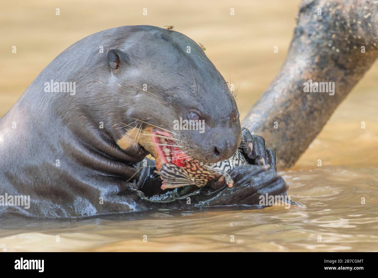 Lontre gigante del fiume mangiare un pesce in un fiume Pantanal, Brasile Foto Stock