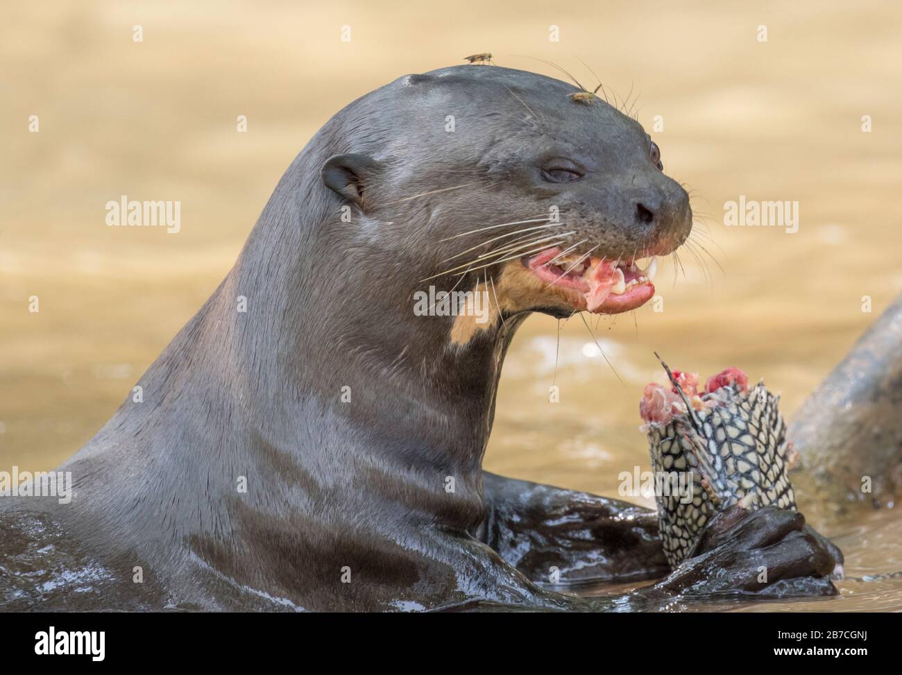 Lontre gigante del fiume mangiare un pesce in un fiume Pantanal, Brasile Foto Stock