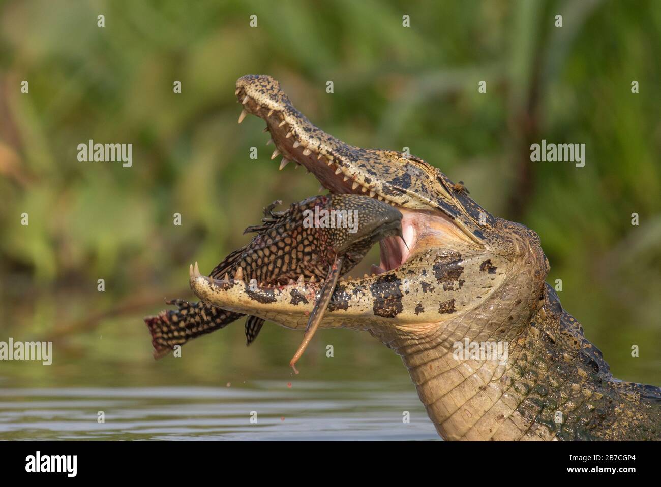 Caiman mangiare un pesce nel Pantanal, Brasile Foto Stock