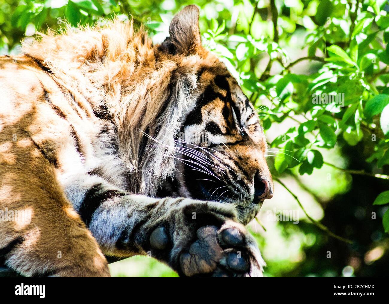 Tigre di sonno Foto Stock