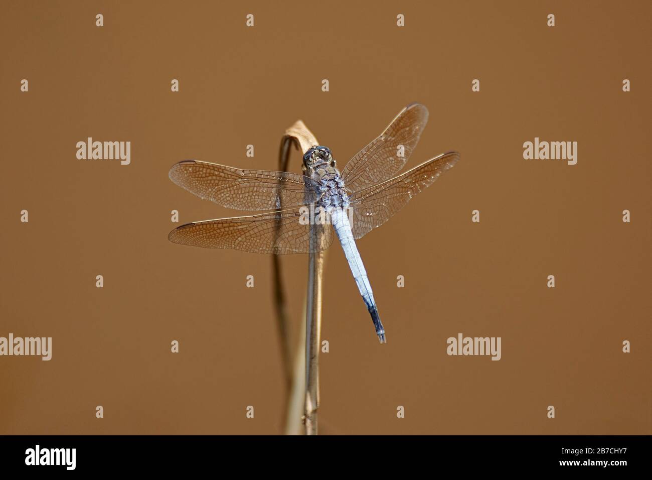 Una libellula è un insetto appartenente all'ordine Odonata, l'infrastruttura Anisoptera. Le libellule adulte sono caratterizzate da grandi occhi sfaccettati, due p Foto Stock