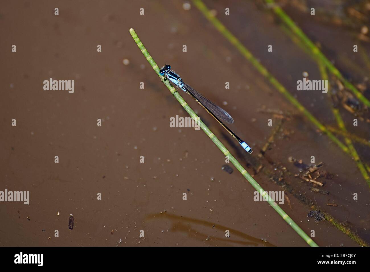 Femmina Bluetail Damselfly Foto Stock