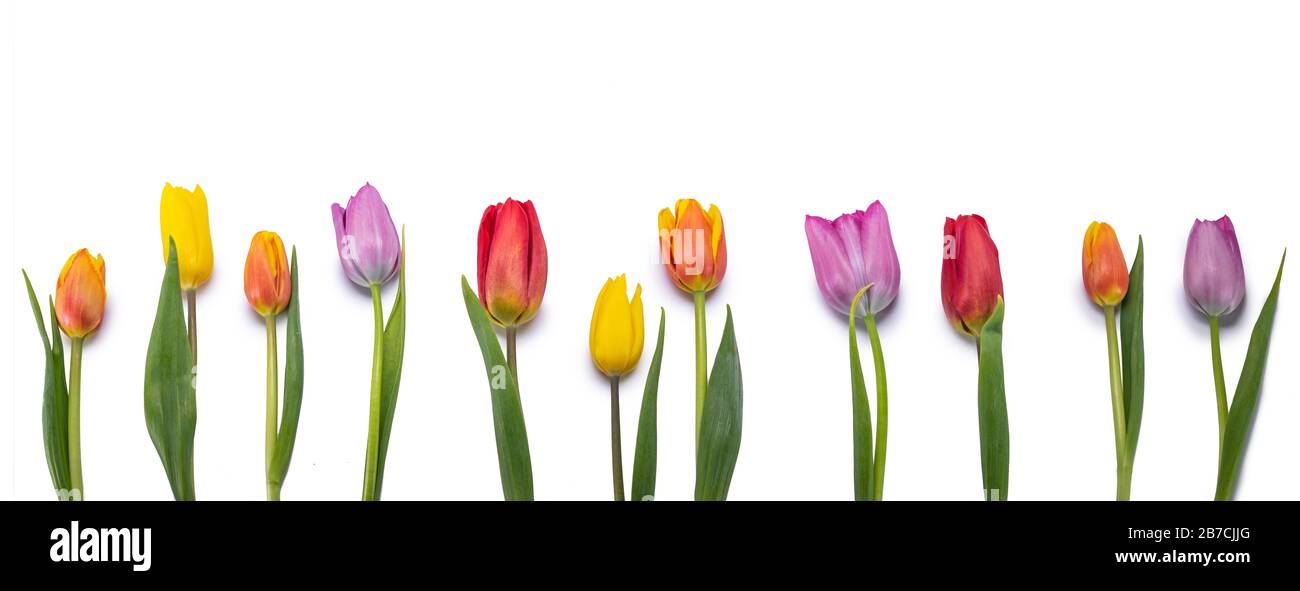 Colorful tulipani primavera fiori freschi in una fila isolato su sfondo bianco Foto Stock