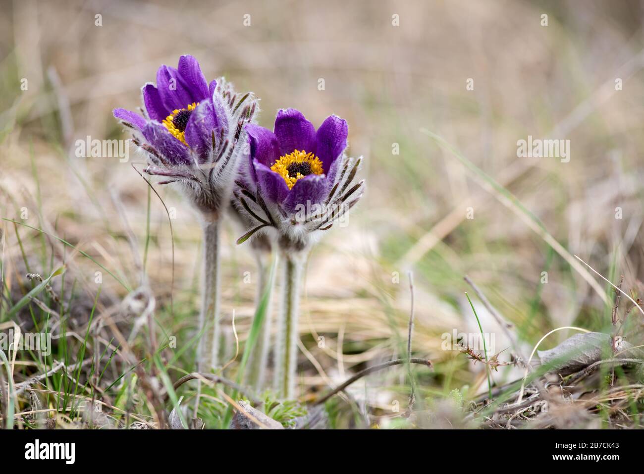 Primavera fiori selvatici Pulsatilla pratensis - fuoco selettivo, spazio copia Foto Stock