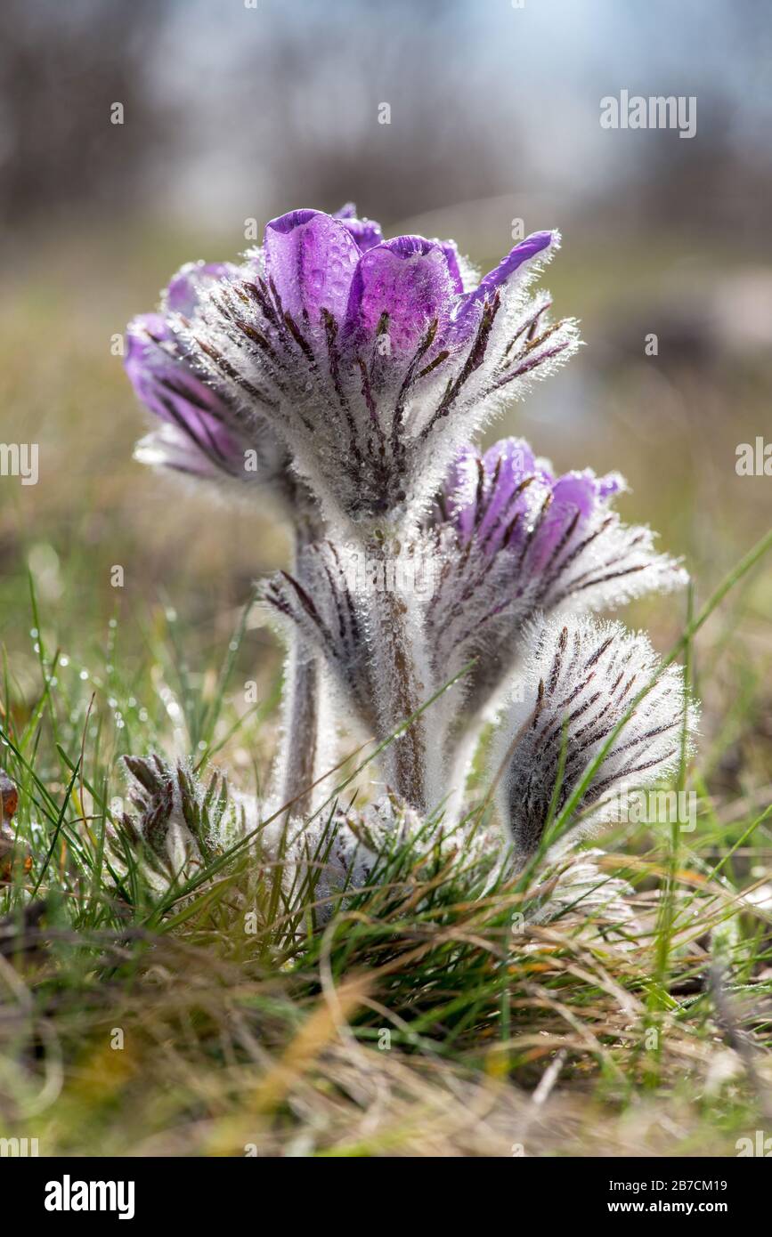 Primavera fiori selvatici Pulsatilla pratensis - fuoco selettivo, spazio copia Foto Stock