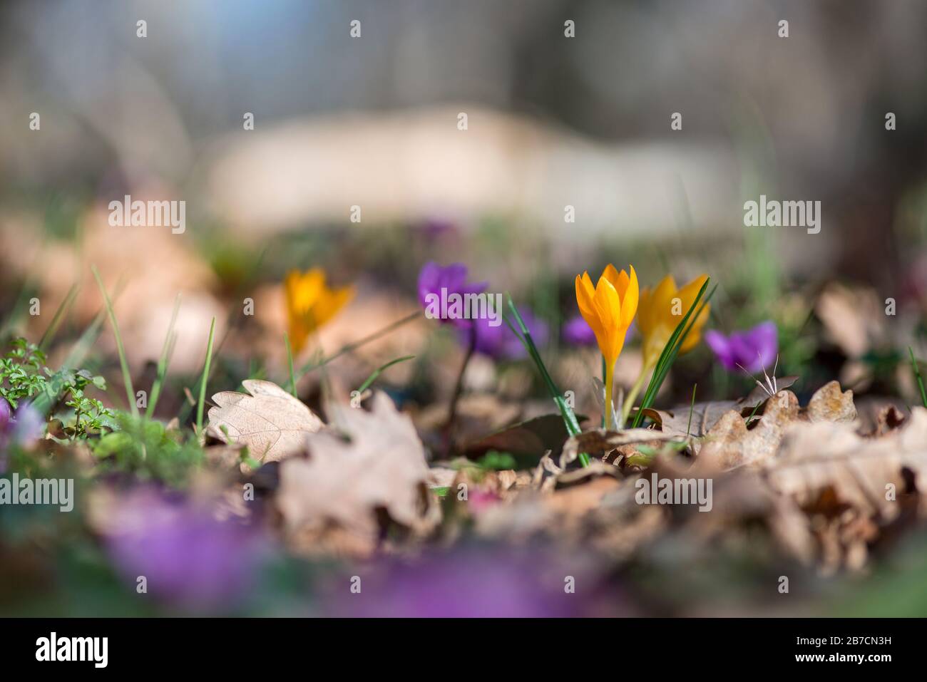 Croco germogliante e ciclamini rosa nella foresta primaverile - fuoco selettivo, spazio di copia Foto Stock