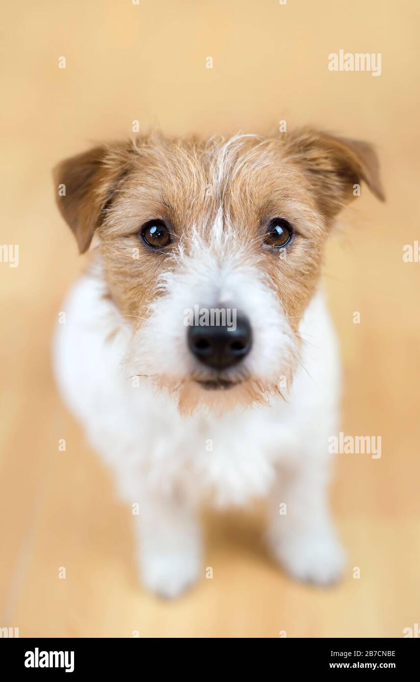 PET training, carino piccolo cane obbediente bianco cucciolo seduto e guardando Foto Stock