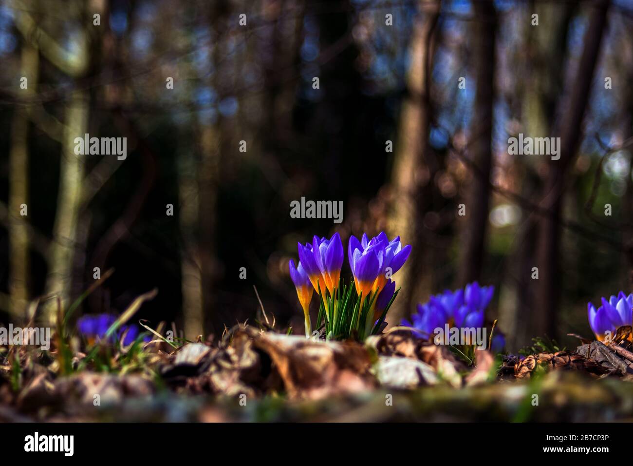 Concept flora : fascino della natura Foto Stock