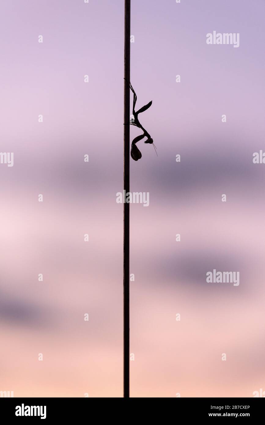 Un primo piano verticale di una mantide orante silhouetted seduta sull'antenna del veicolo safari, con un cielo di tramonto viola sullo sfondo, preso in Th Foto Stock
