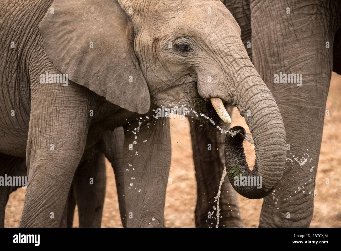 Un ritratto spettacolare di un giovane elefante che spruzzi acqua dal suo tronco, mentre beve in un buco nella Madikwe Game Reserve, South AF Foto Stock