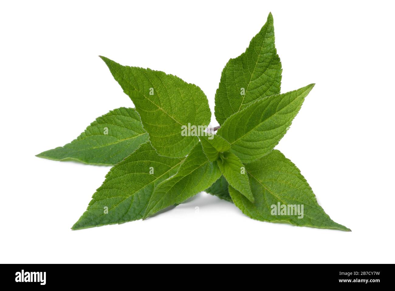 Foglie verdi fresche di salvia di ananas da vicino su sfondo bianco Foto Stock