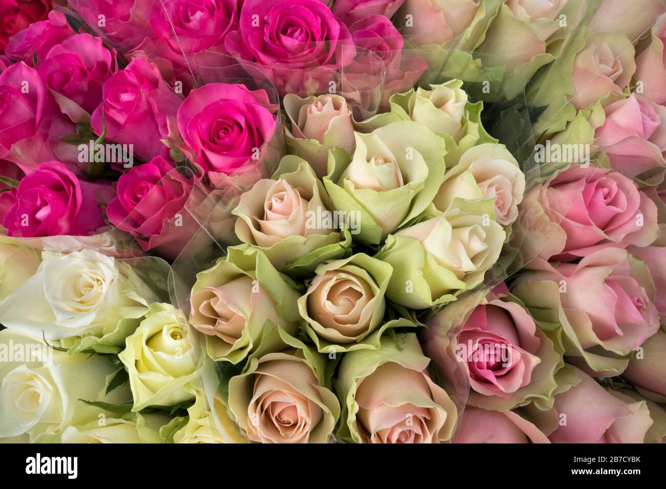 Grappoli di rose bianche e rosa chiudono la cornice Foto Stock
