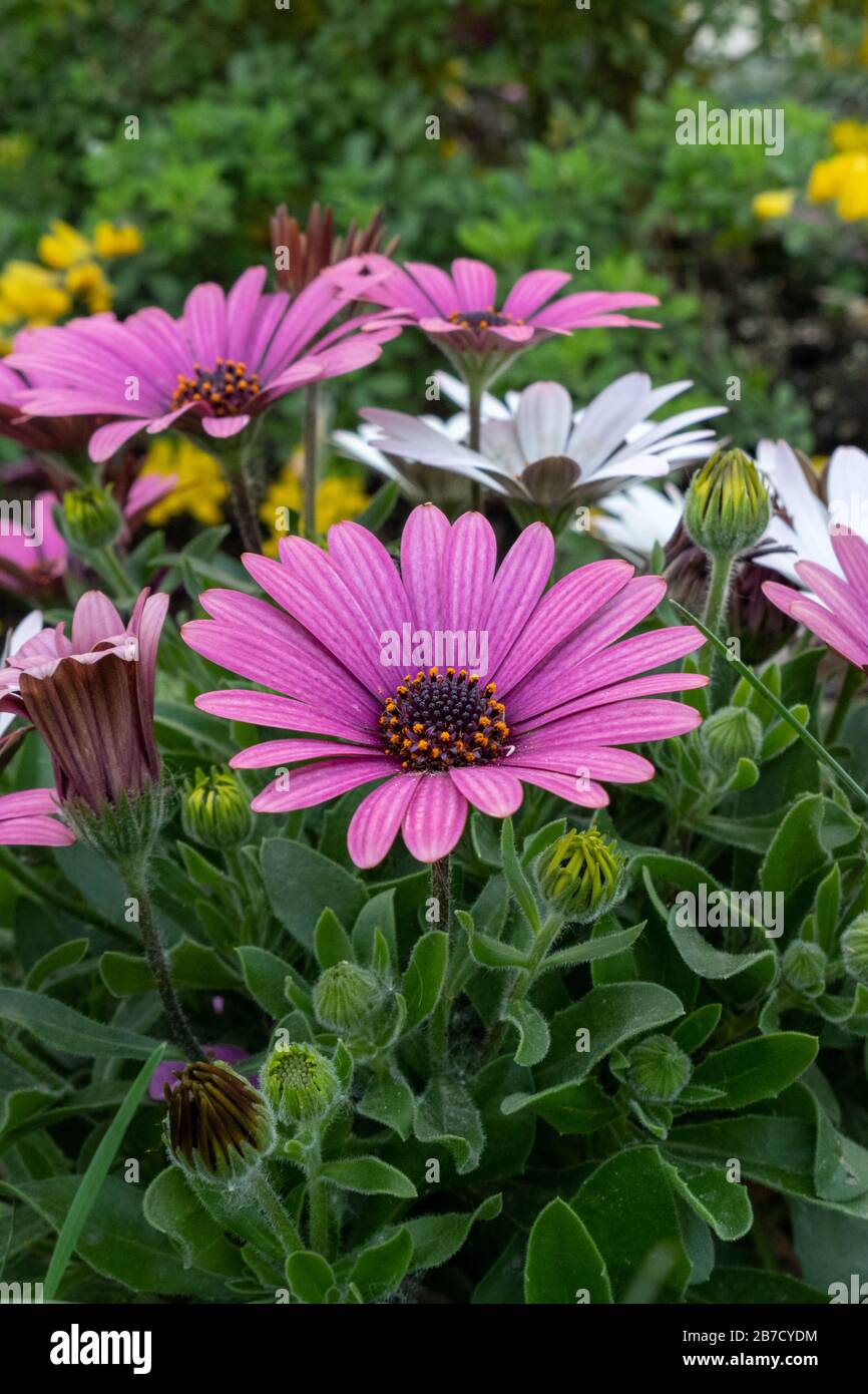 Bel fiore rosa con sfondo verde in Germania durante la primavera - Daisy Africano - Osteospermum Soprano Foto Stock