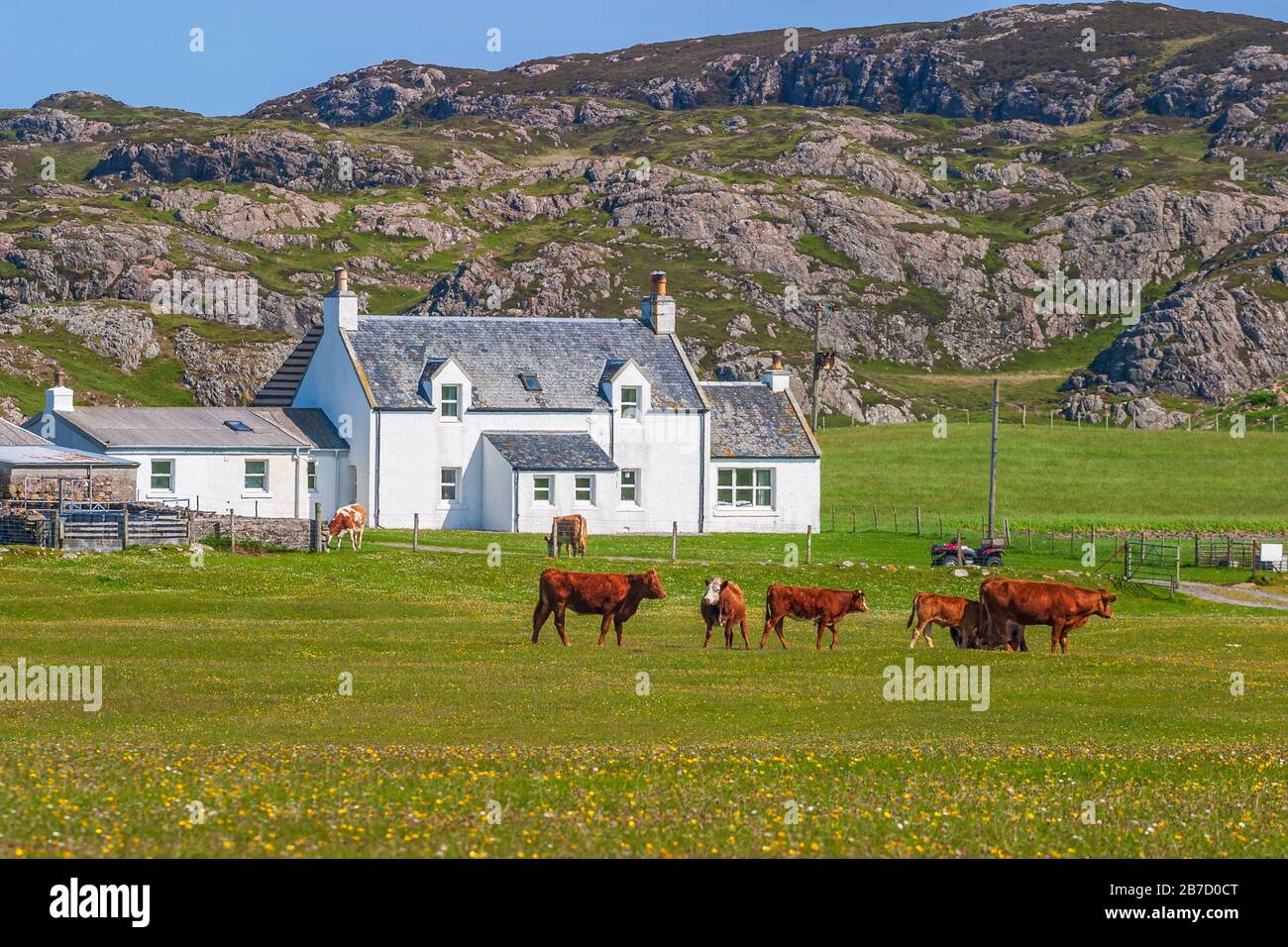 Casa rurale con mucche su un prato in Scozia Foto Stock