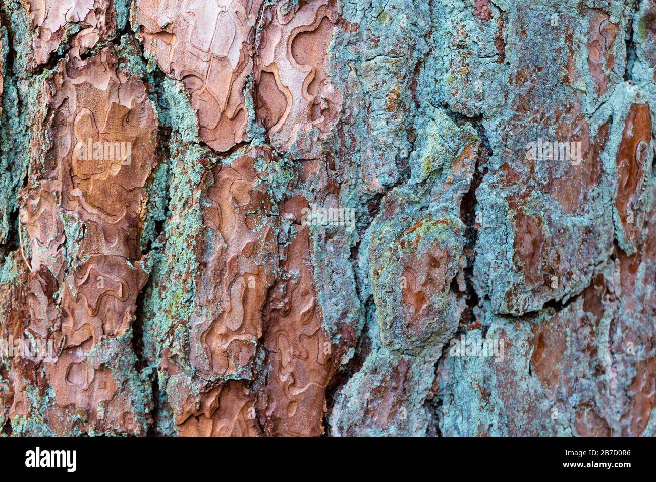 modello di corteccia di albero grossolano con colori verde blu e marrone, bello come sfondo o sfondo nella vostra foto Foto Stock