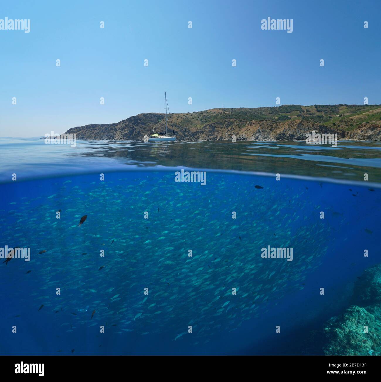 Mare Mediterraneo, scuola di pesce subacqueo e costa rocciosa nella riserva marina di Cerbere Banyuls, vista su superficie sotto l'acqua, Francia Foto Stock