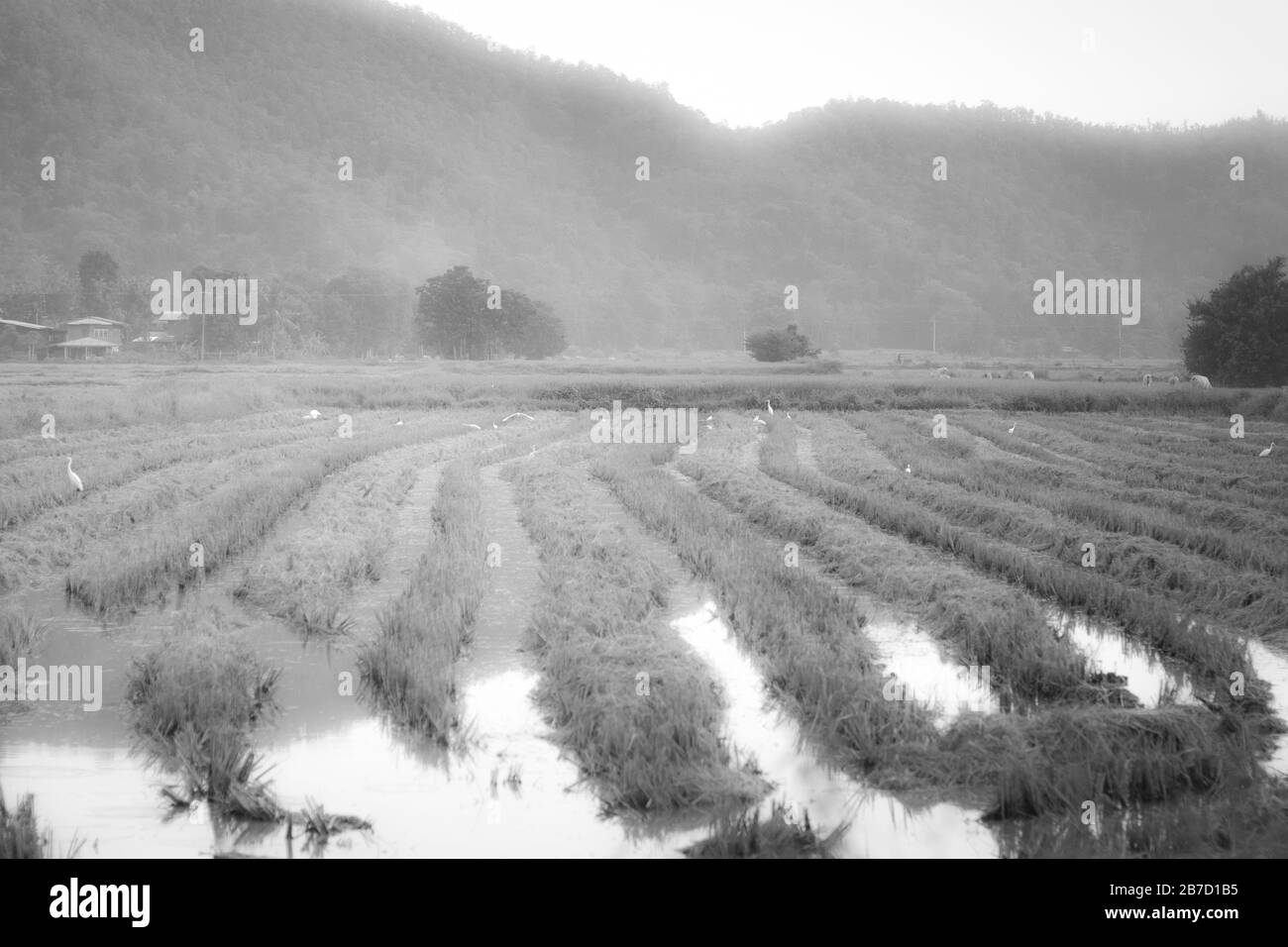 Row Rice Field Mountain sfondo con uccello bianco. Montagna sullo sfondo. Paese rurale Thailandia Asia Foto Stock