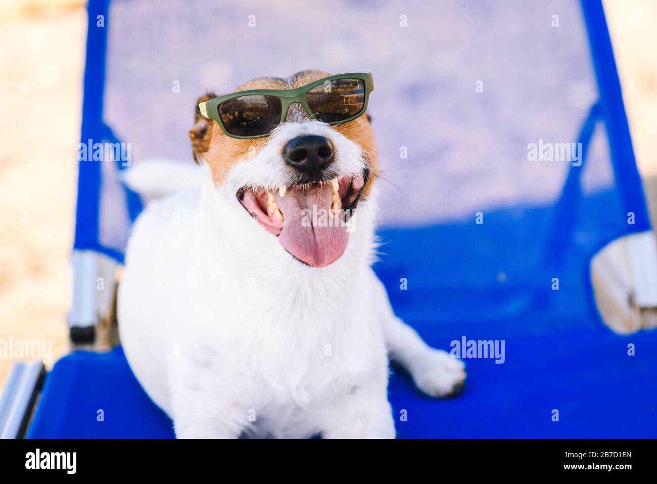 Travel with PET Concept - il cane è amico a aperto per gli animali da spiaggia Foto Stock