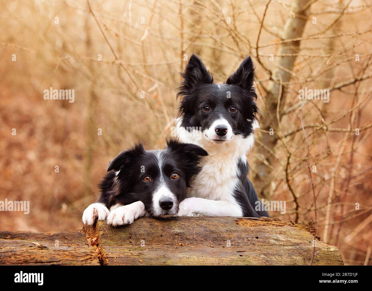 2 bugie all'aperto Foto Stock