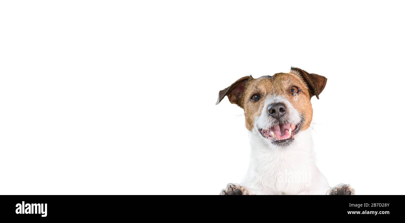 Ritratto di felice sorridente Jack Russell Terrier cane appoggiato con zampe sul bordo Foto Stock