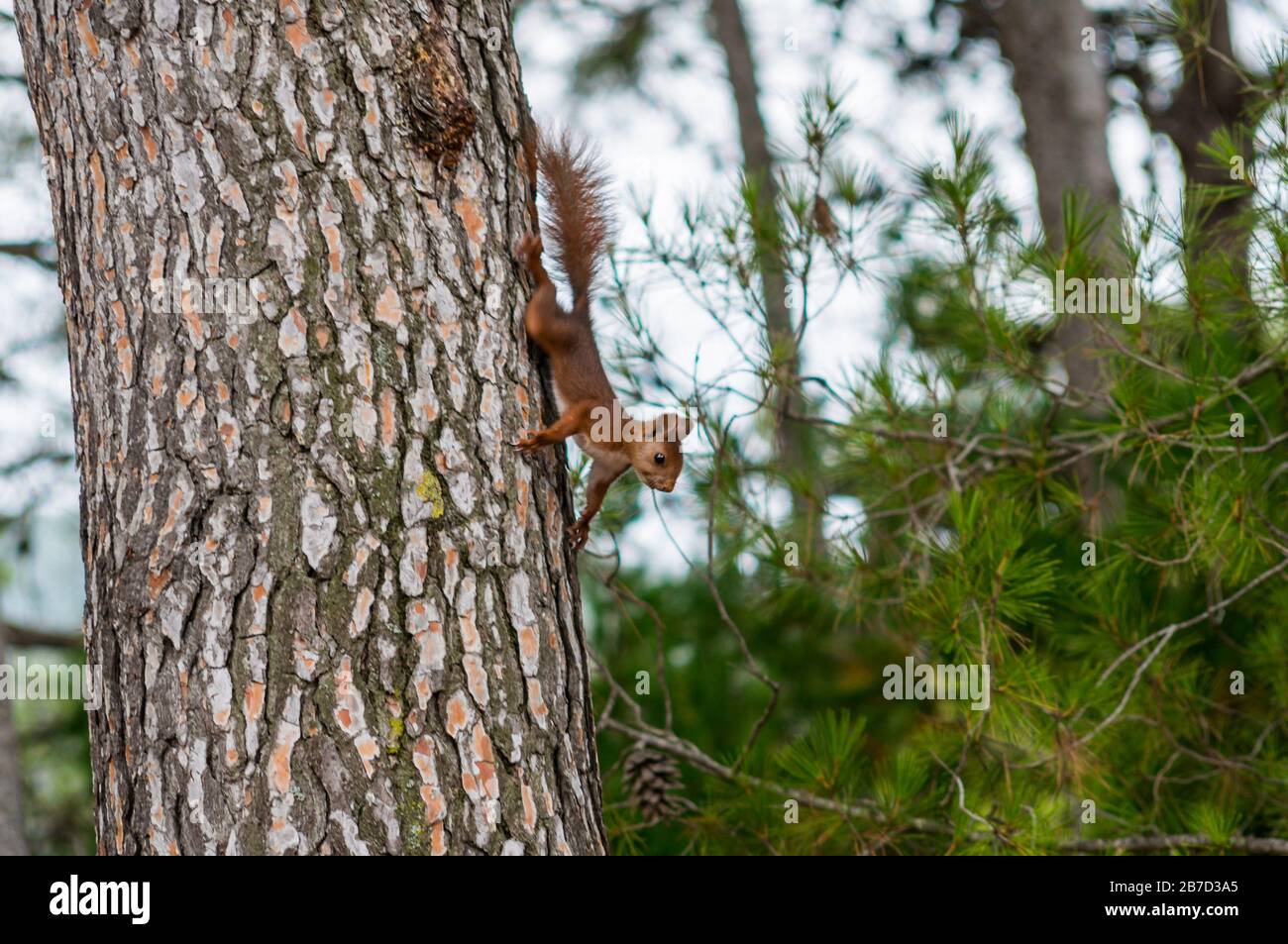 Scoiattolo rosso che scende da un pino nella foresta Foto Stock