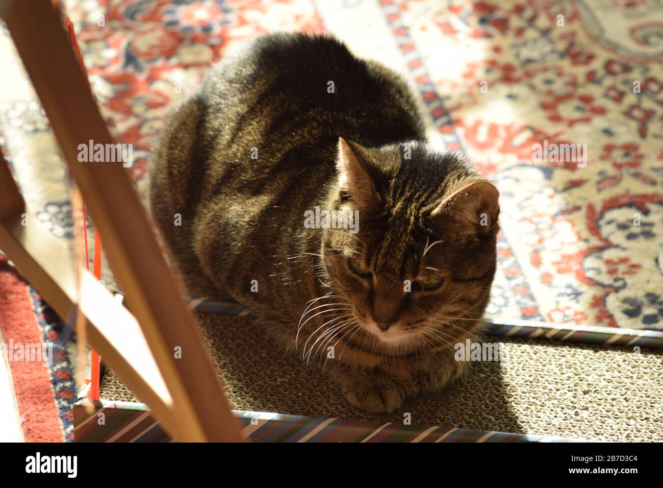 Katze liegt auf Kratzbrett Foto Stock