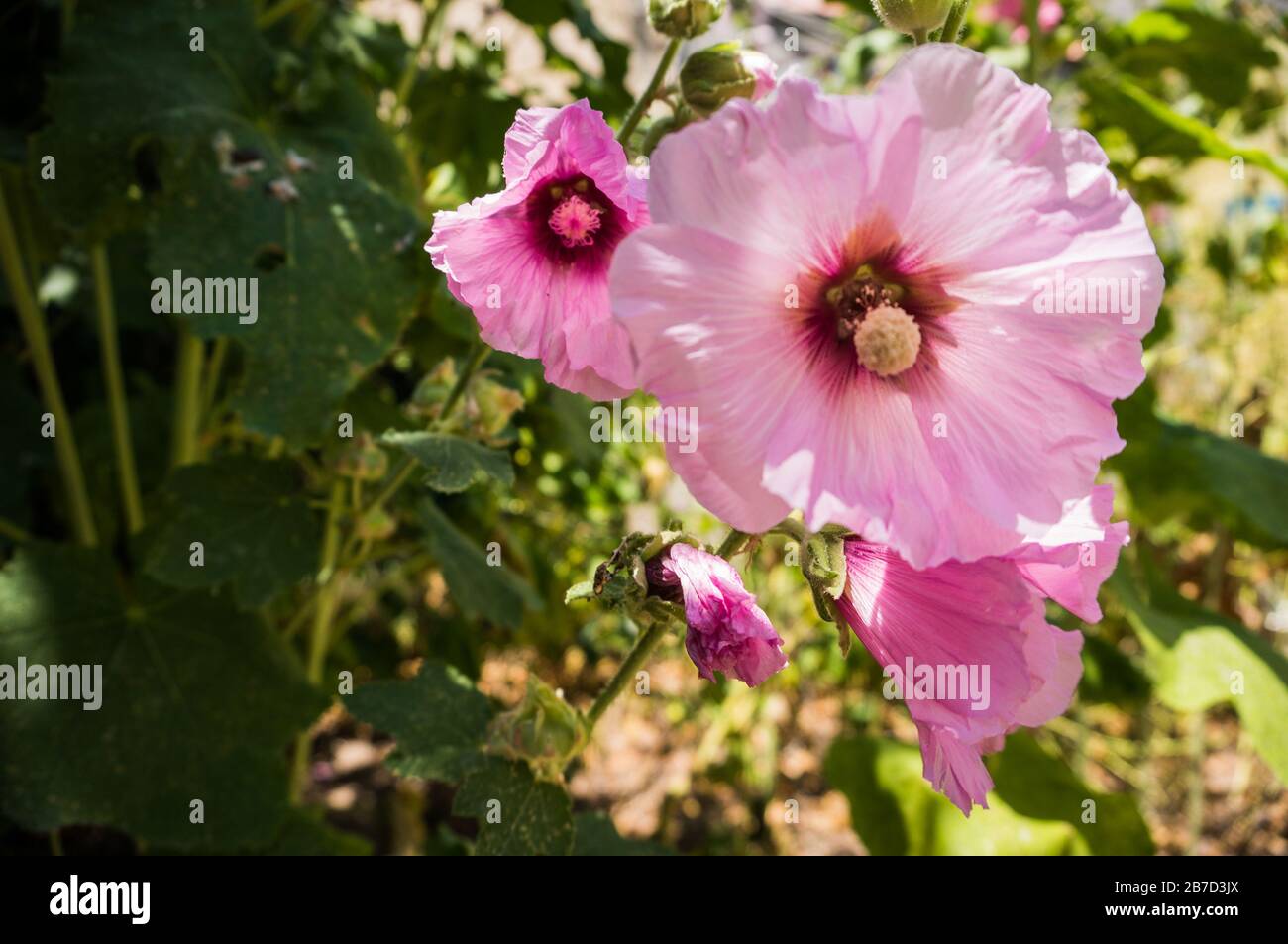 Fiori rosa tra la vegetazione Foto Stock