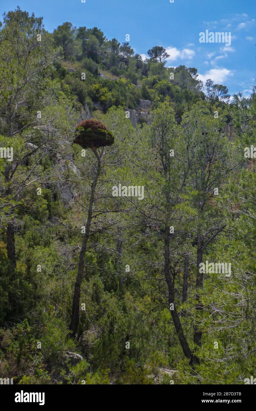 Ginestra di strega di peste in pino (pinus halepensis) Foto Stock