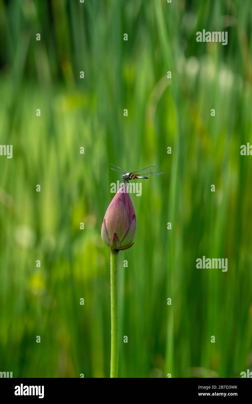 Dragonfly riposato su un giglio rosa / fiore di loto in una bella giornata di primavera soleggiata Foto Stock