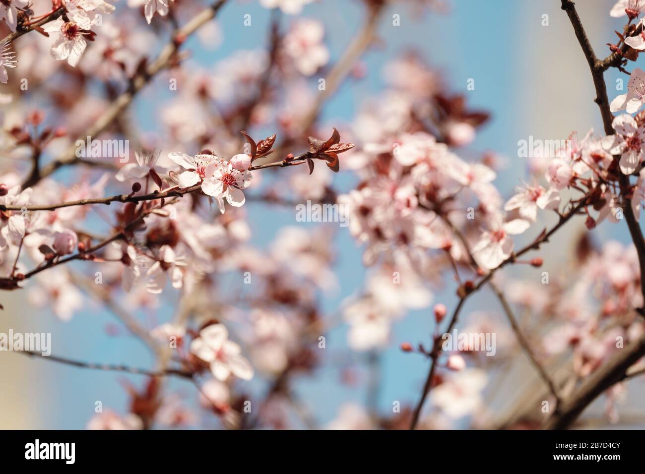 Primo piano di Cherry Blossoms Foto Stock