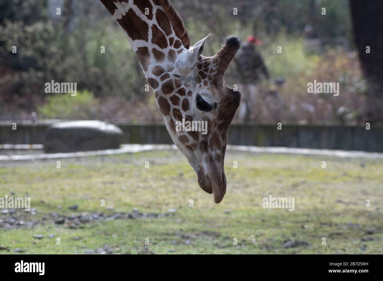 Berlino, Germania. 15 Mar 2020. Una giraffa guarda il terreno nel suo recinto. Credit: Paul Zinken/Dpa/Alamy Live News Foto Stock