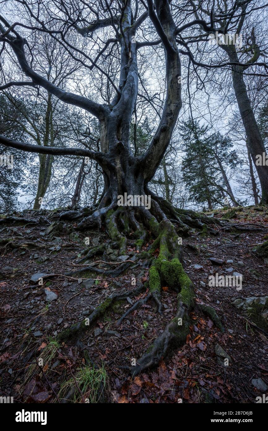 Una foto verticale spettrale di un antico albero intrecciato, scattato in un pomeriggio coperto nel distretto lacustre, in Inghilterra. Foto Stock Una foto verticale spettrale di un antico albero intrecciato, scattato in un pomeriggio coperto nel distretto lacustre, in Inghilterra. Foto Stock