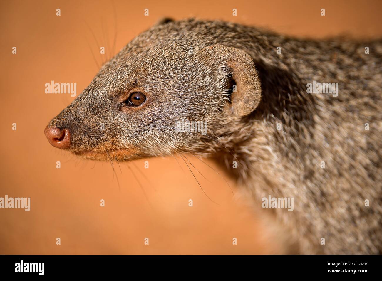 Un ritratto ravvicinato di un Mongoose al tramonto, scattato nella Madikwe Game Reserve, Sudafrica. Foto Stock