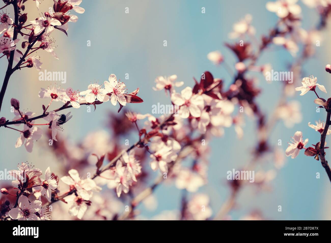 Primo piano di Cherry Blossoms Foto Stock