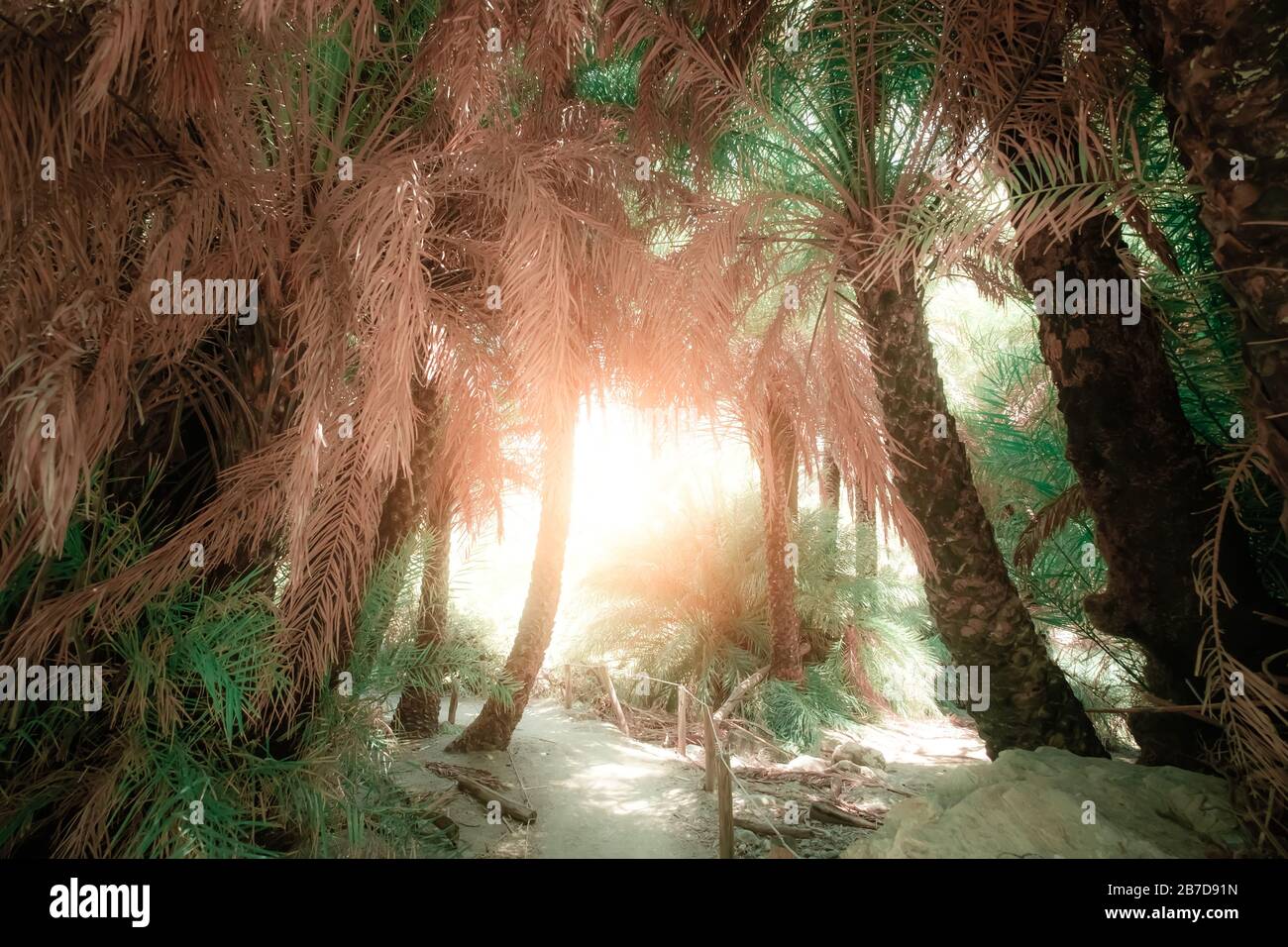 Sole luminoso che splende il percorso con tunnel all'interno astratto misterioso paesaggio di foresta profonda con palme esotiche. Bellezza surreale delle giungle dense. F Foto Stock