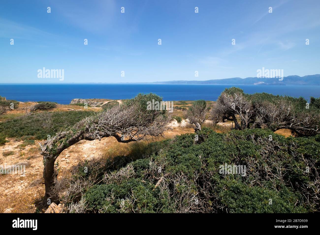 Incredibile vista del vecchio ulivo sulla collina rocciosa, l'isola di Creta. Grecia. Tronco ritorto sotto soffiare il vento mediterraneo del mar Egeo. Paesaggio naturale An Foto Stock