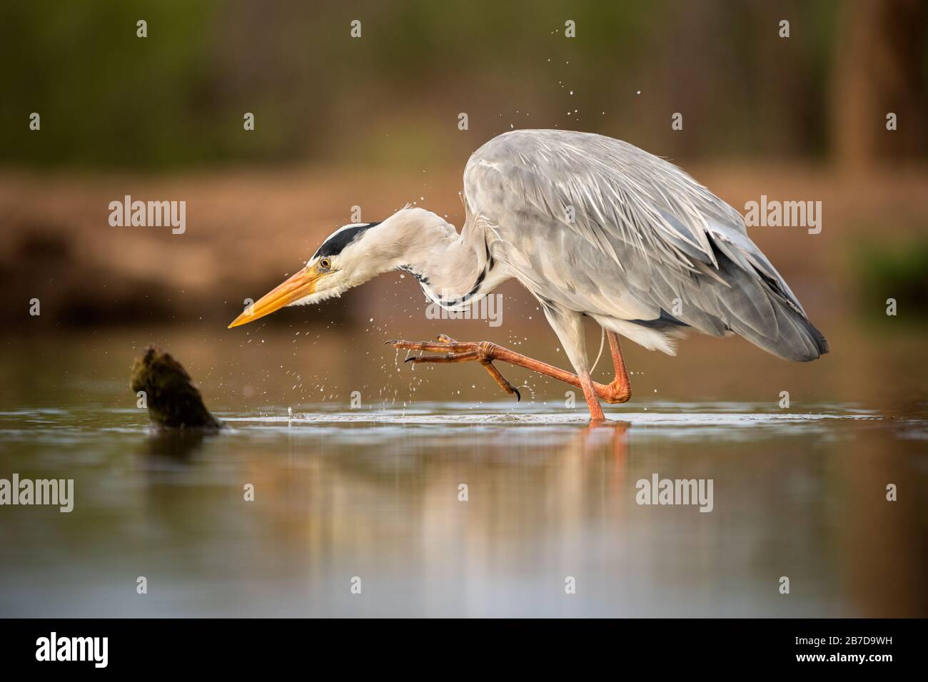 Un ritratto ravvicinato di un airone grigio in piedi in acqua con un piede sollevato, preso nella riserva di gioco Madikwe, Sudafrica. Foto Stock