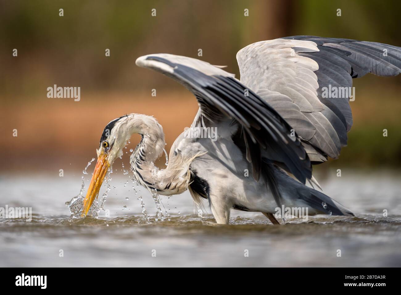 Un ritratto ravvicinato di un airone grigio che pesca in una pozza d'acqua, con ali sollevate e acqua che sgocciola dal suo corpo, preso nella riserva di gioco Madikwe Foto Stock