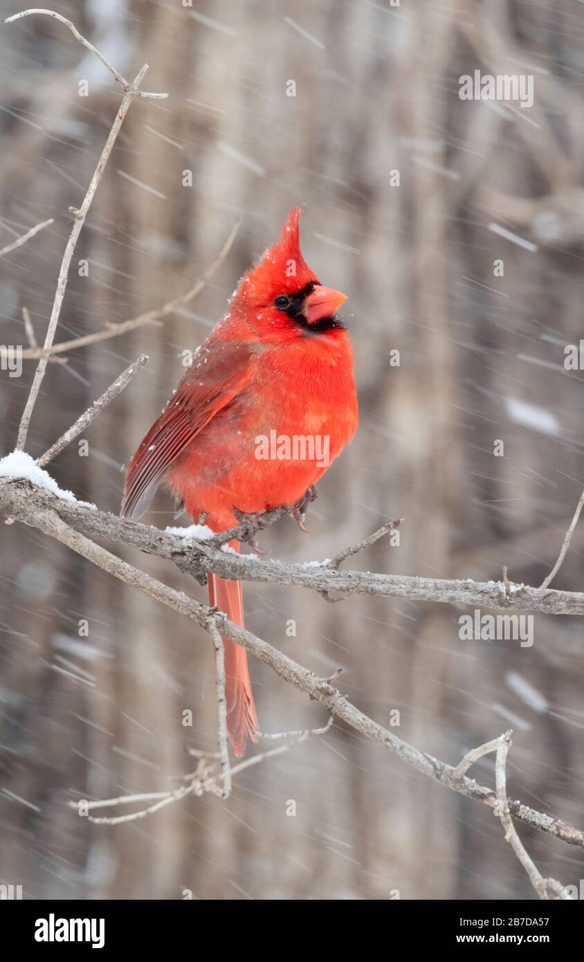 Cardinale del Nord (cardinalis cardinalis) maschio sotto Blizzard, Iowa, USA. Foto Stock