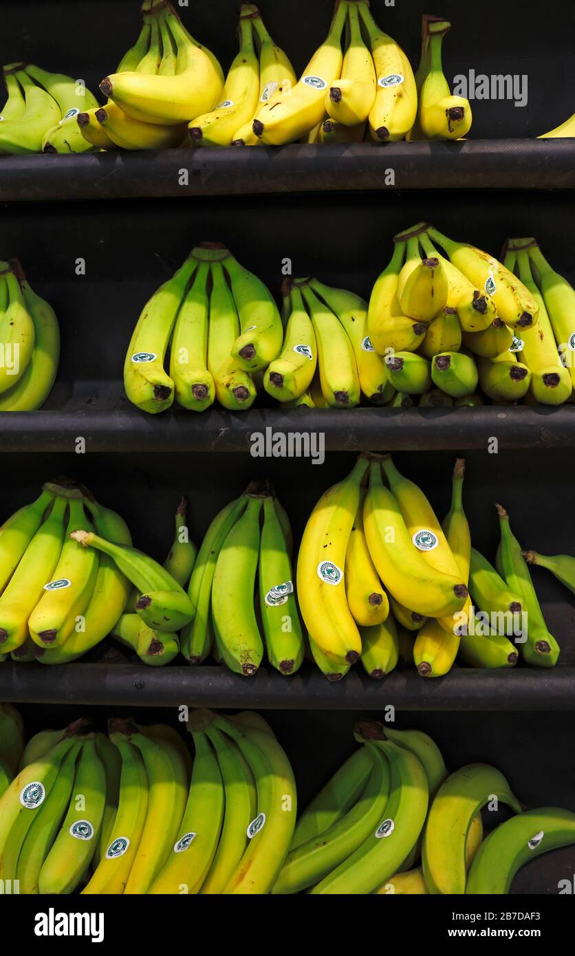 Esposizione su scaffale di banane mature gialle e verdi importate in un supermercato inglese. Foto Stock
